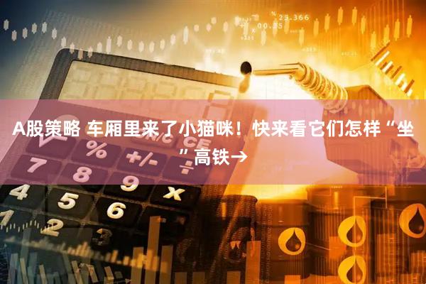 A股策略 车厢里来了小猫咪！快来看它们怎样“坐”高铁→